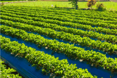 WhatsApp-Image-2026-01-28-at-10.50.01-PM2